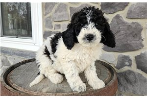 Gabriella - puppy for sale