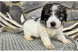 Diego - puppy for sale