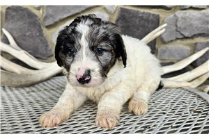 Donna - puppy for sale