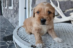 Flower - Goldendoodle, Mini for sale