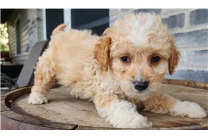 McDuff - puppy for sale
