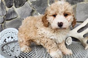 McCoy - puppy for sale