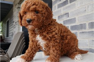Marigold - puppy for sale