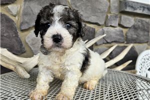 Destiny - puppy for sale