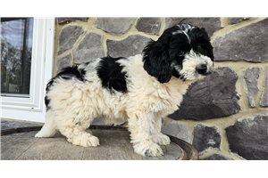 Gyro - Goldendoodle, Mini for sale