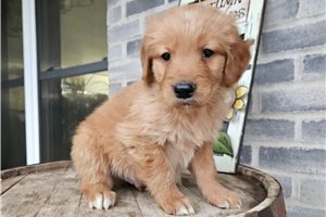 Bodie - puppy for sale