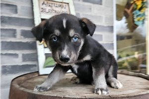 Basil - Mixed/Other for sale