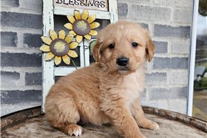 Bennington - Mixed/Other for sale