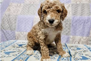 Corbin - Poodle, Miniature for sale
