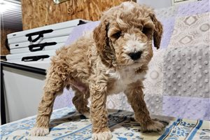 Charles - Poodle, Miniature for sale