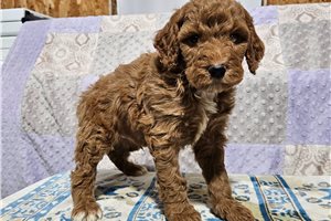 Colt - Poodle, Miniature for sale