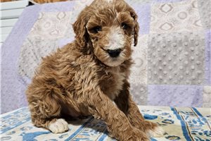 Cooper - Poodle, Miniature for sale