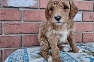 Charisma - Poodle, Miniature for sale