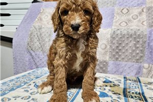 Conrad - Poodle, Miniature for sale