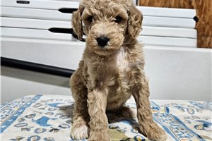 Charity - Poodle, Miniature for sale