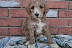Colin - Poodle, Miniature for sale