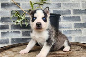 Sergei - puppy for sale