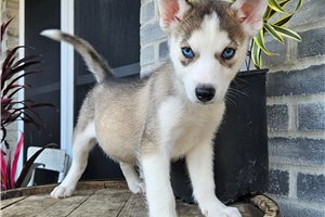 Konrad - Siberian Husky for sale