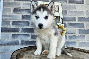 Archer - Siberian Husky for sale