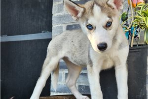 Koral - Siberian Husky for sale