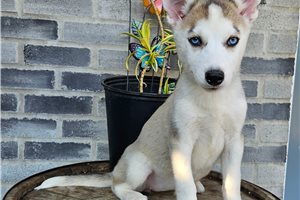Katrina - Siberian Husky for sale