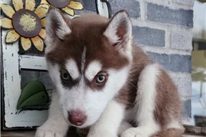Annabelle - Siberian Husky for sale