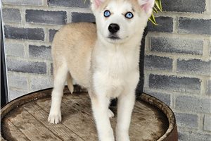 Kelani - Siberian Husky for sale