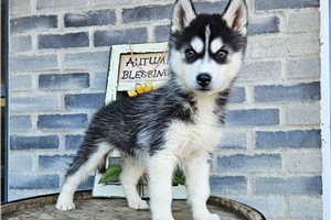 Alister - puppy for sale