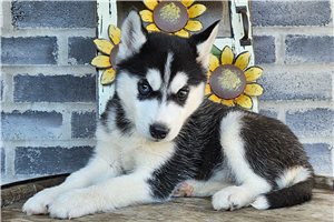 Alexis - Siberian Husky for sale