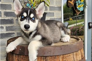 Ivan - puppy for sale