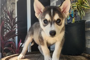 Boris - Siberian Husky for sale