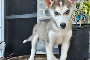 Kyle - Siberian Husky for sale
