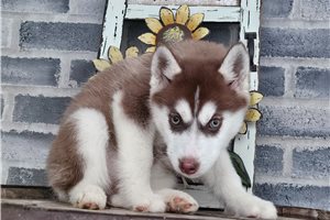 Arya - Siberian Husky for sale