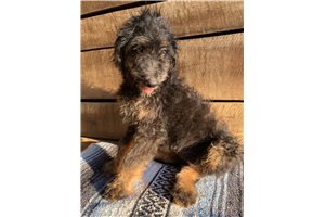 Rosie - Aussiedoodle for sale