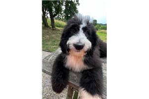 Bobby - Bernedoodle for sale