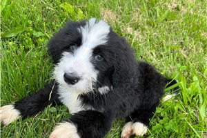 Daisy - Bernedoodle for sale