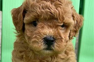 Tucker - Shih-Poo - Shihpoo for sale