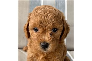 Talia - Shih-Poo - Shihpoo for sale