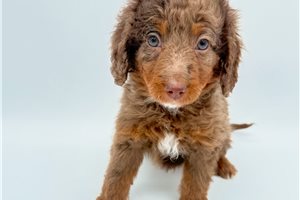 Luke - Bernedoodle, Mini for sale