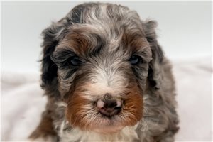Lopez - puppy for sale