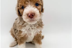 Kameron - Bernedoodle, Mini for sale