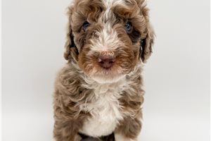 Konner - Bernedoodle, Mini for sale