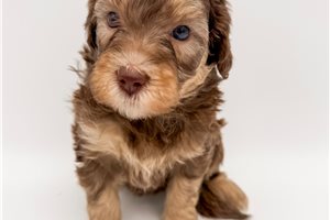Kiki - Bernedoodle, Mini for sale