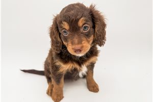 Lacey - Bernedoodle, Mini for sale