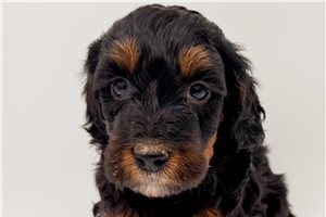 Leon - Bernedoodle, Mini for sale