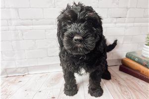 Shadow - Bernedoodle, Mini for sale