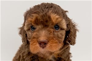 Louisa - puppy for sale