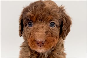 Luke - puppy for sale
