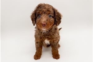 Luke - Bernedoodle, Mini for sale