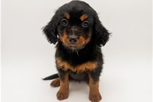 Libby - Bernedoodle, Mini for sale